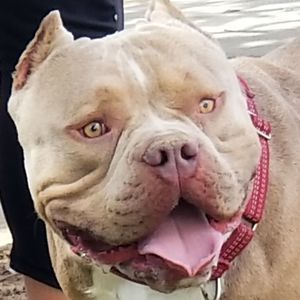 Meet your Posher, Corado